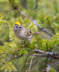 Goldcrest - male bird at forest in spring