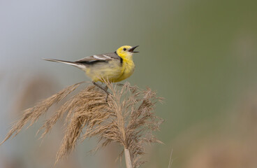 Fototapeta premium Citrine Wagtail - male bird at a wetland in spring