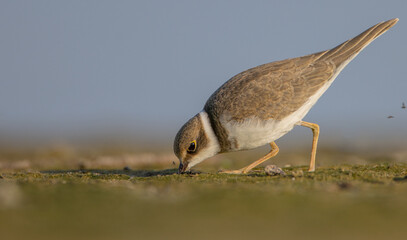 Great Ringed Plover - on the autumn migration way on the  sea shore