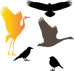 Compilation of bird silhouettes in flight and standing isolated