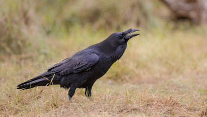 Common Raven - in autumn at a wetland