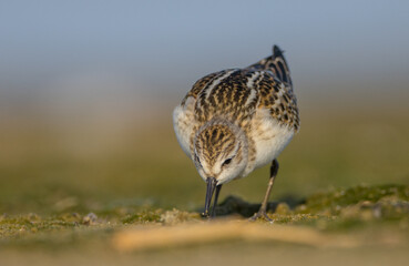 Little stint - at a seashore on the autumn migration way