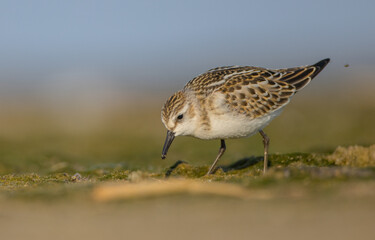Little stint - at a seashore on the autumn migration way