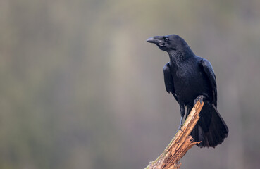 Common Raven - in autumn at a wetland