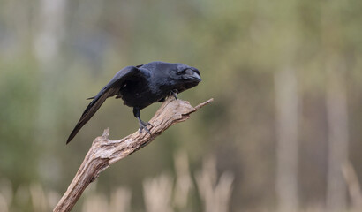 Common Raven - in autumn at a wetland