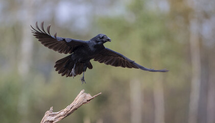 Common Raven - in autumn at a wetland