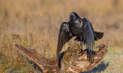 Common Raven - in autumn at a wetland