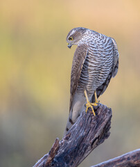 Eurasian Sparrowhawk - young male at the wet forest in autumn