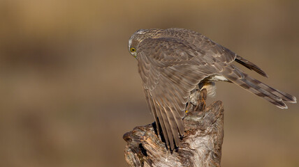 Eurasian Sparrowhawk - young male at the wet forest in autumn