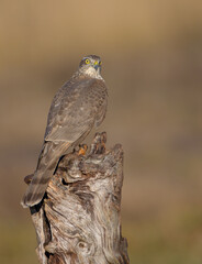 Eurasian Sparrowhawk - young male at the wet forest in autumn