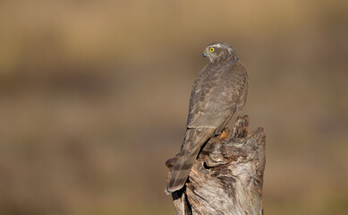 Eurasian Sparrowhawk - young male at the wet forest in autumn