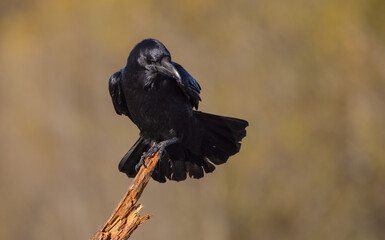 Common Raven - in autumn at a wetland