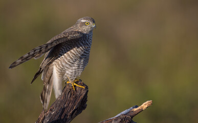 Eurasian Sparrowhawk - young male at the wet forest in autumn