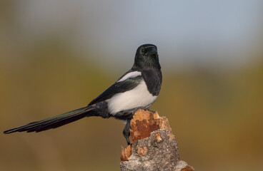 Common Magpie - at a wetland in autumn