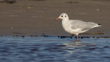 Black-headed Gull - adult bird on a sea cost in autumn 
