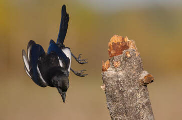 Common Magpie - at a wetland in autumn