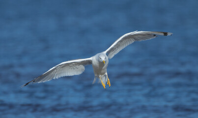 Herring Gull - adult bird at the seashore in autumn