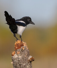 Common Magpie - at a wetland in autumn