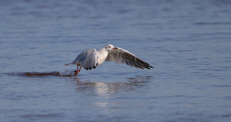 Black-headed Gull - adult bird on a sea cost in autumn 