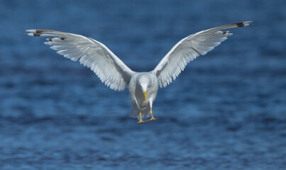Herring Gull - adult bird at the seashore in autumn