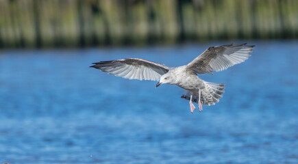 Herring Gull - juvenile bird at the seashore in autumn