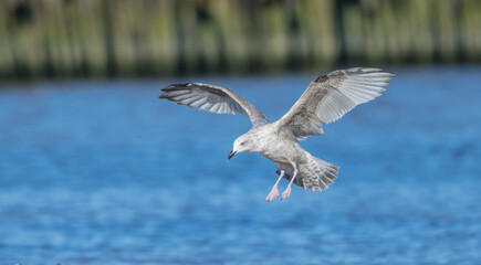 Herring Gull - juvenile bird at the seashore in autumn