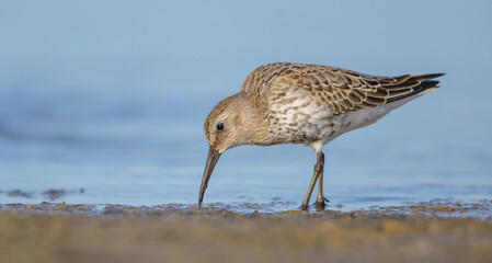 Dunlin - at a seashore on the autumn migration way