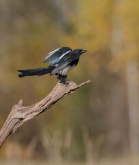 Common Magpie - at a wetland in autumn