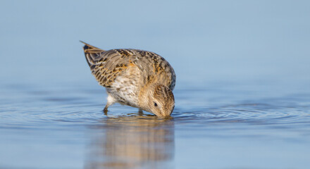 Dunlin - at a seashore on the autumn migration way