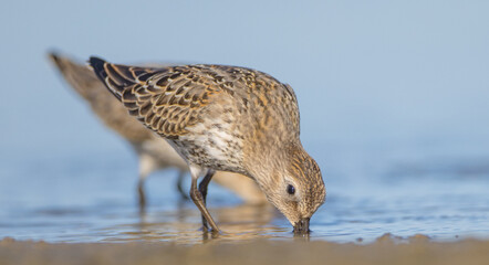 Dunlin - at a seashore on the autumn migration way