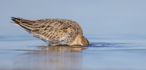 Dunlin - at a seashore on the autumn migration way