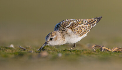 Little stint - at a seashore on the autumn migration way