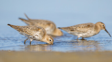 Dunlin - at a seashore on the autumn migration way