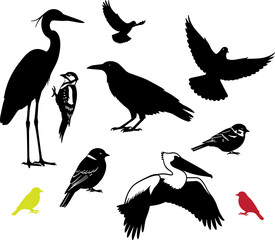Diverse bird silhouettes collection: heron, pelican, crow, pigeon, woodpecker