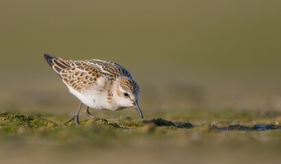 Little stint - at a seashore on the autumn migration way