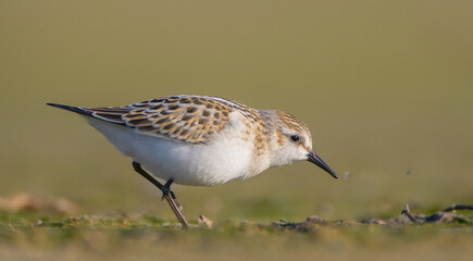 Little stint - at a seashore on the autumn migration way