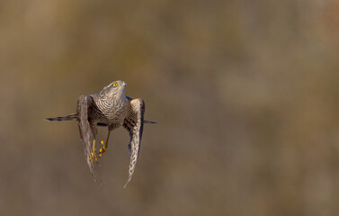 Eurasian Sparrowhawk - young male at the wet forest in autumn