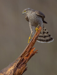 Eurasian Sparrowhawk - young male at the wet forest in autumn