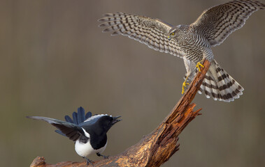 Common Magpie vs Eurasian Sparrowhawk - at a wetland in autumn
