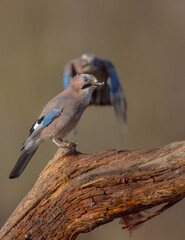 Eurasian Jay - in autumn  at a wetland