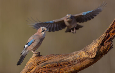 Eurasian Jay - in autumn  at a wetland