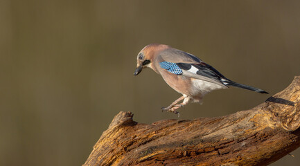 Eurasian Jay - in autumn  at a wetland