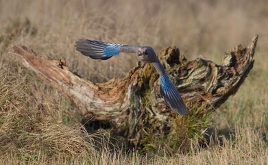 Eurasian Jay - in autumn  at a wetland
