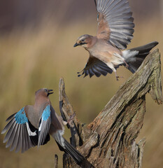 Eurasian Jay - in autumn  at a wetland