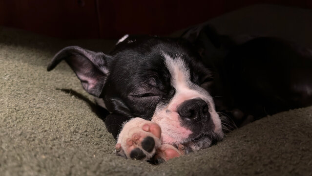 A portrait of a napping Boston terrier puppy