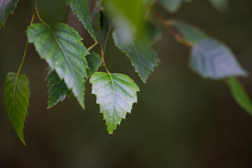 A light  leaf in a dark forest.