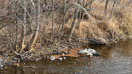 A riverbank in the forest during autumn