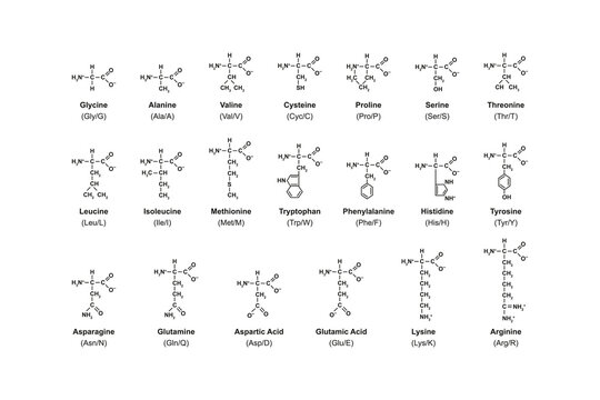 Amino Acid Types Science Design. Vector Illustration.