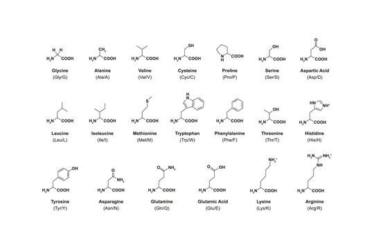 Amino Acid Types Science Design. Vector Illustration.