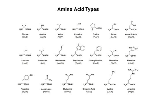 Amino Acid Types Science Design. Vector Illustration.